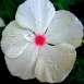periwinkle-flower-6 periwinkle-flower-6