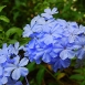 periwinkle-flower-7 periwinkle-flower-7