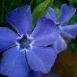periwinkle-flower-8 periwinkle-flower-8