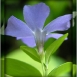 periwinkle-flower-9 periwinkle-flower-9