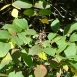 poison-sumac-plant-1 poison-sumac-plant-1