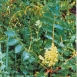 poison-sumac-plant-2 poison-sumac-plant-2