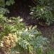poison-sumac-plant-3 poison-sumac-plant-3
