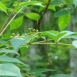 poison-sumac-plant-4 poison-sumac-plant-4