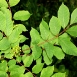 poison-sumac-plant-5 poison-sumac-plant-5