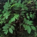 poison-sumac-plant-6 poison-sumac-plant-6