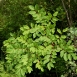 poison-sumac-plant-7 poison-sumac-plant-7