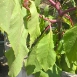 pokeweed-plant-1 pokeweed-plant-1