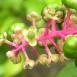 pokeweed-plant-2 pokeweed-plant-2