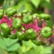 pokeweed-plant-3 pokeweed-plant-3