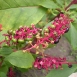 pokeweed-plant-4 pokeweed-plant-4