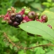 pokeweed-plant-5 pokeweed-plant-5