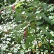 pokeweed-plant-6 pokeweed-plant-6