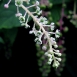 pokeweed-plant-7 pokeweed-plant-7