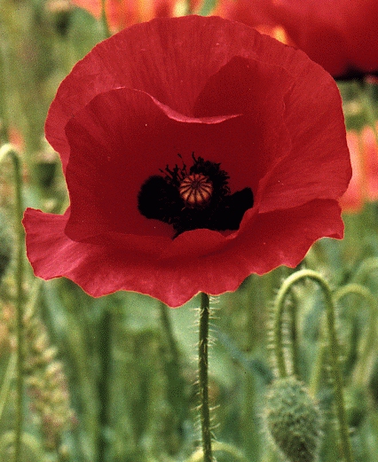 My New Recycled Flower: Is it a poppy or ranunculus? title=