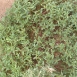 purslane-plant-1 purslane-plant-1