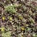 purslane-plant-2 purslane-plant-2