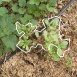 purslane-plant-3 purslane-plant-3