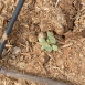 purslane-plant-4 purslane-plant-4