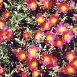 purslane-plant-7 purslane-plant-7