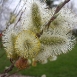 pussy-willow-flower-1 pussy-willow-flower-1