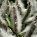 pussy-willow-flower-10 pussy-willow-flower-10