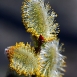 pussy-willow-flower-11 pussy-willow-flower-11