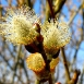 pussy-willow-flower-12 pussy-willow-flower-12