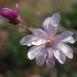 pussy-willow-flower-13 pussy-willow-flower-13