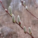pussy-willow-flower-14 pussy-willow-flower-14