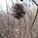pussy-willow-flower-3 pussy-willow-flower-3