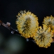 pussy-willow-flower-4 pussy-willow-flower-4
