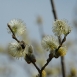 pussy-willow-flower-5 pussy-willow-flower-5