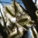 pussy-willow-flower-6 pussy-willow-flower-6