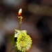 pussy-willow-flower-7 pussy-willow-flower-7