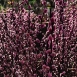 pussy-willow-flower-8 pussy-willow-flower-8