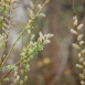 pussy-willow-flower-9 pussy-willow-flower-9