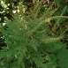ragweed-plant-1 ragweed-plant-1