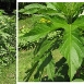 ragweed-plant-2 ragweed-plant-2