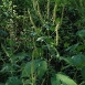 ragweed-plant-3 ragweed-plant-3