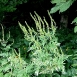 ragweed-plant-4 ragweed-plant-4