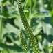 ragweed-plant-5 ragweed-plant-5