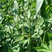 ragweed-plant-6 ragweed-plant-6
