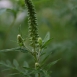 ragweed-plant-7 ragweed-plant-7