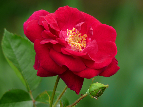red rose flowers pictures. Rose Flower - Red Rose Flowers