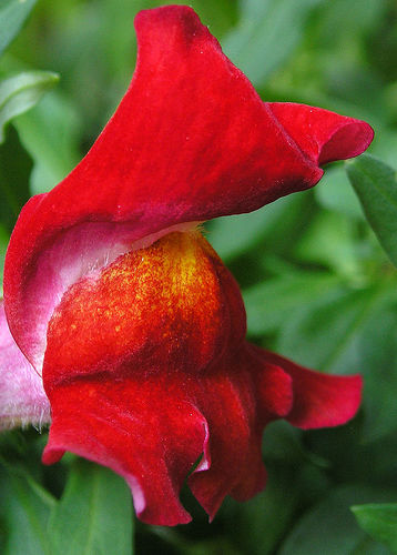 Snapdragon Flower