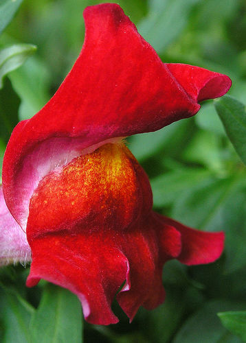 Snapdragon