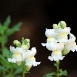 snapdragon-flower-1 snapdragon-flower-1