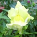 snapdragon-flower-10 snapdragon-flower-10