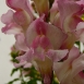 snapdragon-flower-11 snapdragon-flower-11